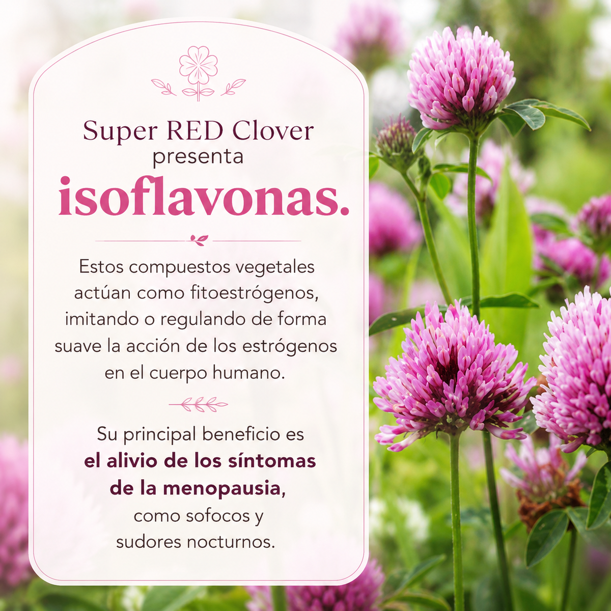 Super Red Clover: bienestar femenino durante la menopausia